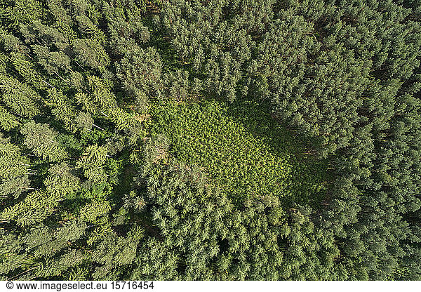Germany  Thuringia  Aerial view of small clearing in green coniferous forest