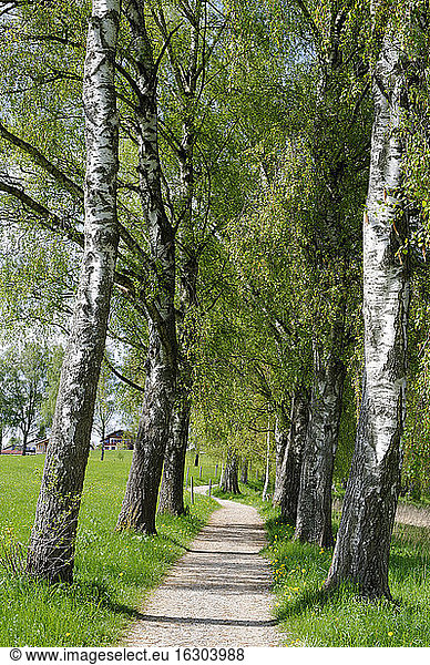 Germany  Treelined with pathway