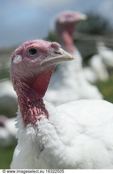 Germany  Unering  Free-range turkeys at organic farm