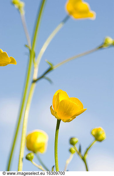 Germany  Upper Bavaria  Buttercup flowers