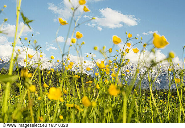 Germany  Upper Bavaria  Buttercup flowers  meadow