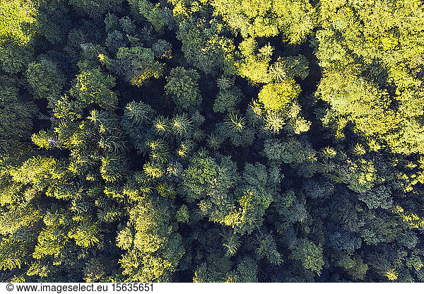 Germany  Upper Bavaria  Icking  Aerial view of green coniferous forest