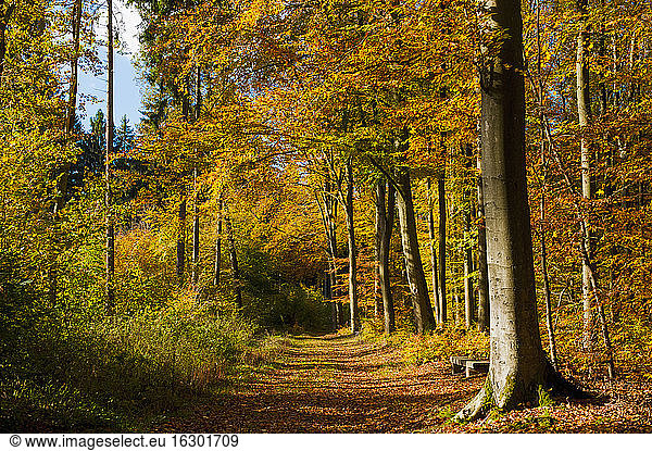 Germany  view at autumn wood