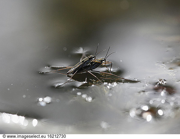 Germany View of common pond skater in mating season