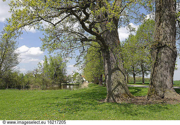 Germany  View of oak tree near River Amber