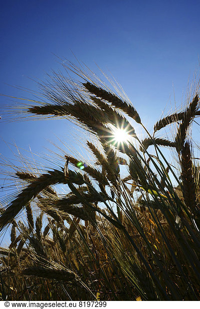 Germany  View of ripe barley against sunlight