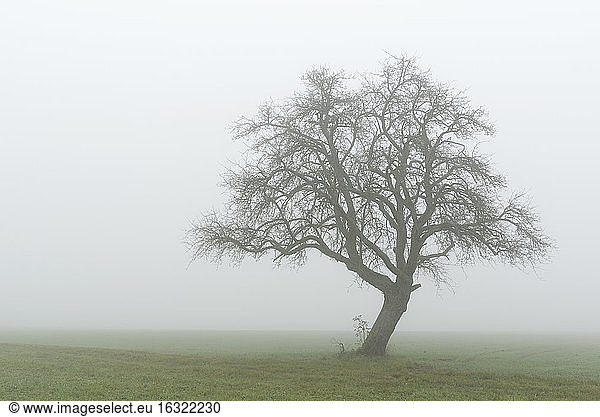 Germany  view to bared old fruit tree in the fog