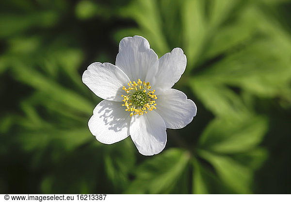 Germany  Wood Anemone flower  close up