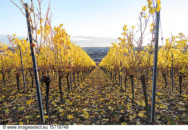 Germany  Wuerzburg  vineyards at Wuerzburger Stein in autumn