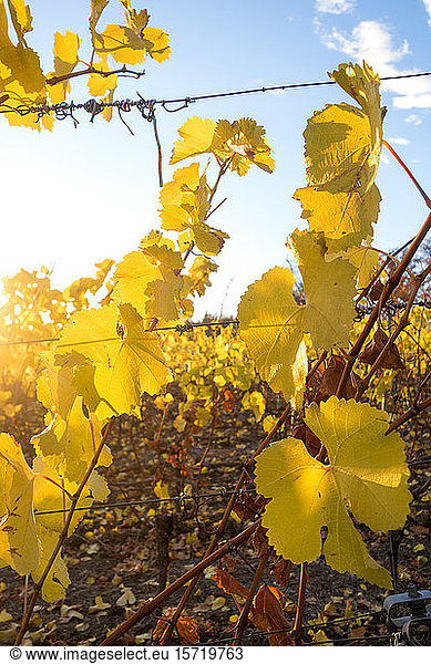 Germany  Wuerzburg  vineyards at Wuerzburger Stein in autumn  focus on foreground