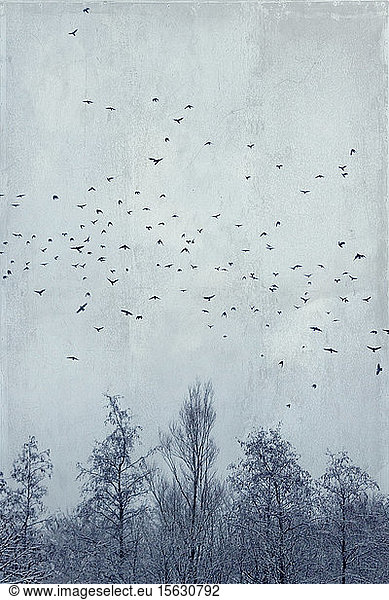 Germany Wuppertal Flock of birds flying over bare forest trees in winter