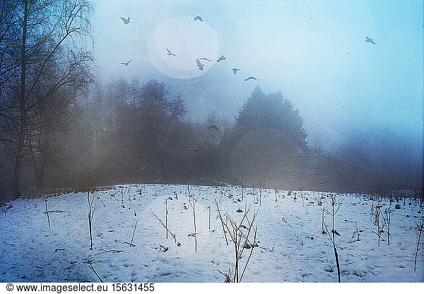 Germany Wuppertal Flock of birds flying over snow-covered forest clearing at foggy dawn