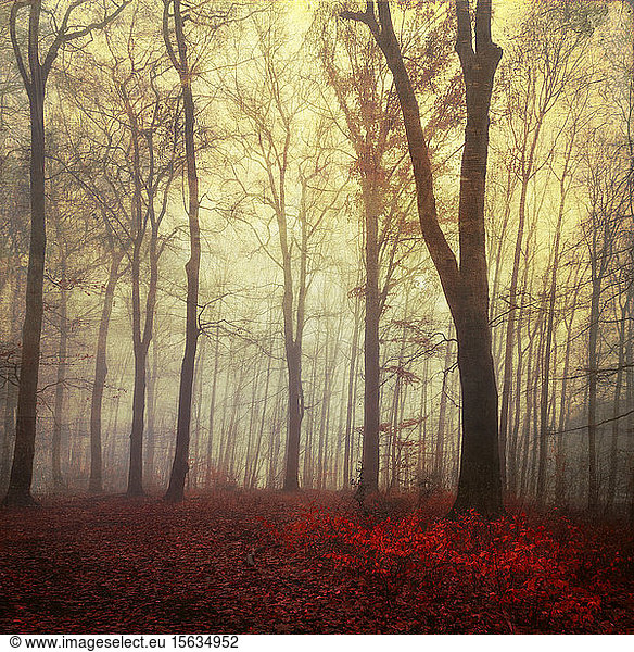 Germany  Wuppertal  scenic view of foggy forest