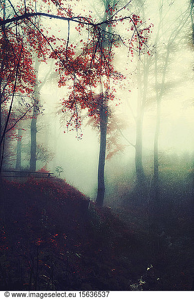 Germany  Wuppertal  scenic view of foggy forest