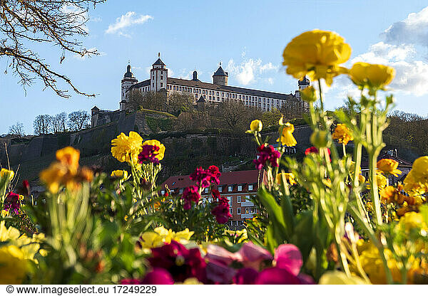 Germany  Wurzburg  Blooming flowers in city with Marienberg Fortress  Kappele and Old Main Bridge in background