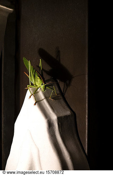 Germany  Wurzburg  Great green bush-cricket (Tettigonia viridissima) on terrace