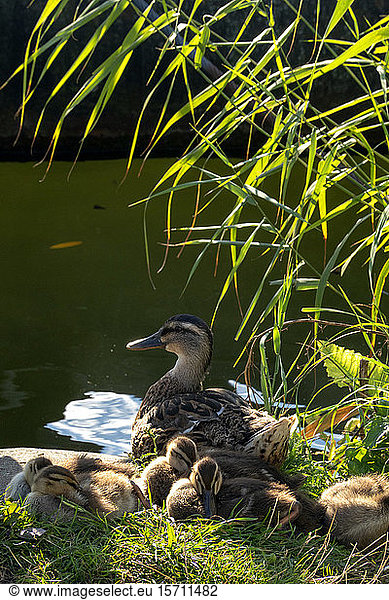 Germany  Wurzburg  Mallard duck (Anas platyrhynchos) with ducklings in Veitshochheim garden