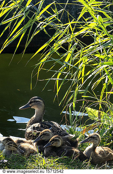 Germany  Wurzburg  Mallard duck (Anas platyrhynchos) with ducklings in Veitshochheim garden