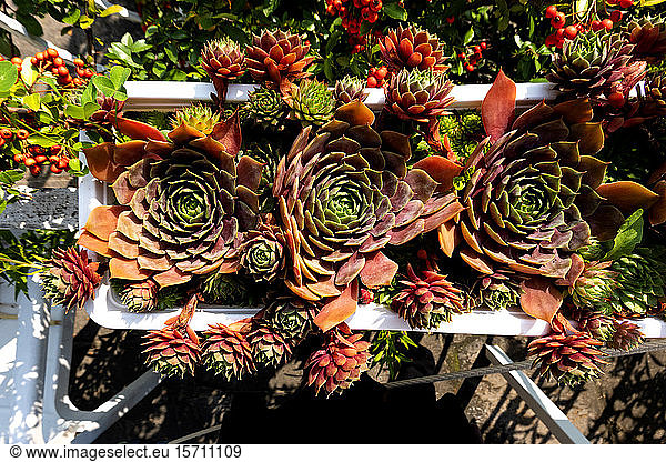 Germany  Wurzburg  Overhead view if succulents (Sempervivum) on terrace