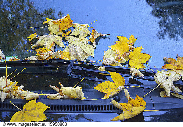Germany  yellow autumn leaves on windscreen of parked car  close-up
