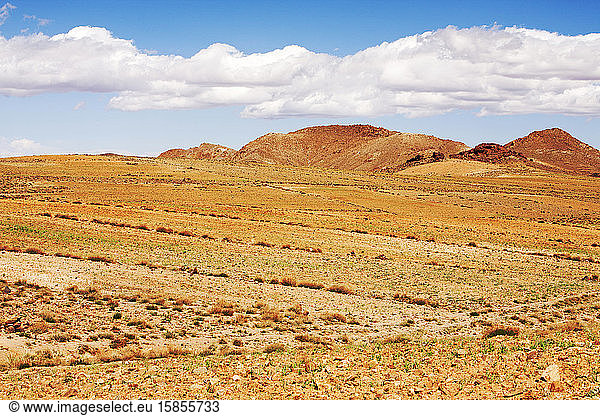 Gerste  die in der Nähe eines Berberdorfes im Anti-Atlas-Gebirge in Marokko  Nordafrika  wächst. In den letzten Jahren sind die Niederschlagsmengen infolge des Klimawandels um rund 75% zurückgegangen. Dies hat