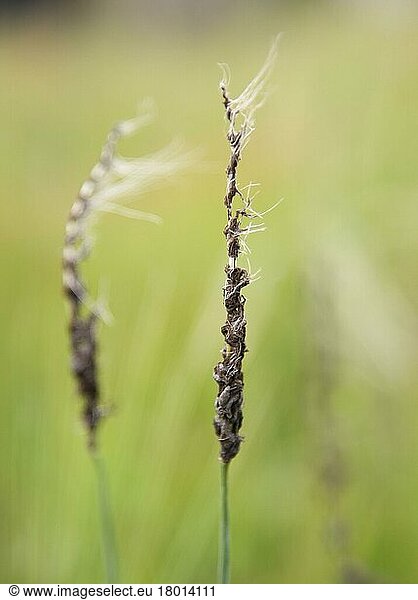 Gerste (Hordeum vulgare) Nahaufnahme der Ähren  infiziert mit der Pilzkrankheit Loose Smut (Ustilago nuda f. sp. hordei)  Lincolnshire  England  Juni