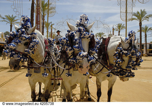 Geschmückte Pferde   Feria de Caballo   Jerez de la Frontera   Cadiz   Andalusien   Spanien   Europa