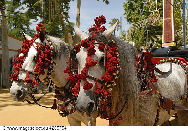 Geschmückte Pferde   Feria de Caballo   Jerez de la Frontera   Cadiz   Andalusien   Spanien   Europa