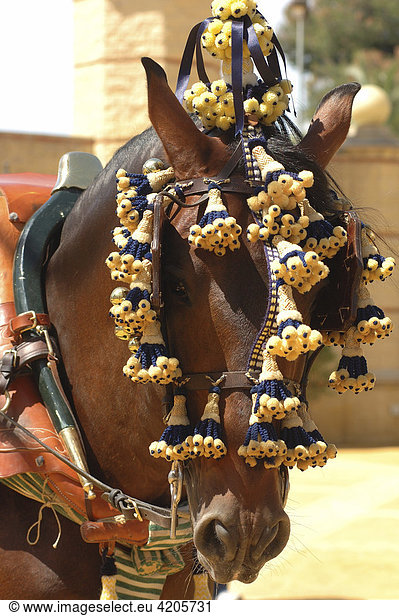 Geschmücktes Pferd   Feria de Caballo   Jerez de la Frontera   Cadiz   Andalusien   Spanien   Europa