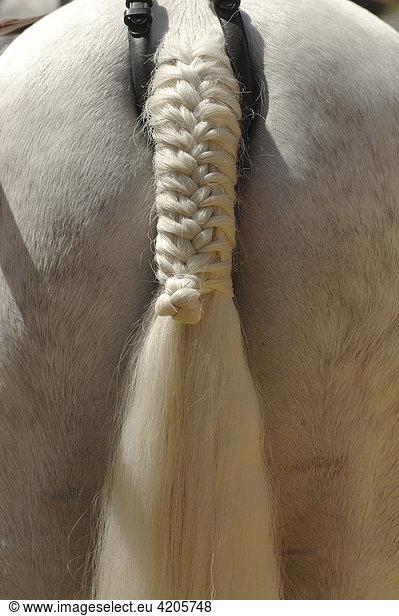 Geschmücktes Pferd   Feria de Caballo   Jerez de la Frontera   Cadiz   Andalusien   Spanien   Europa
