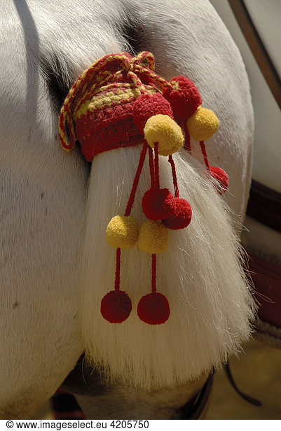 Geschmücktes Pferd   Feria de Caballo   Jerez de la Frontera   Cadiz   Andalusien   Spanien   Europa