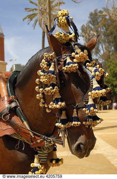 Geschmücktes Pferd   Feria de Caballo   Jerez de la Frontera   Cadiz   Andalusien   Spanien   Europa