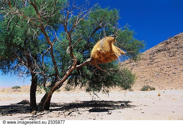 Gesellig Weaver (Philetairus Socius) Nest. Namibia