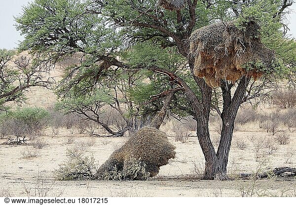 Geselliger Weber Gemeinschaftsnester (Philetairus socius) in Baum  eines auf abgebrochenem Ast  Kalahari Gemsbok N. P. Kgalagadi Transfrontier Park  Nordkap  Südafrika  Dezember