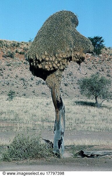 Gesellschaftsweber  Nestkolonie  Kalahari Gemsbok National Park  Südafrika (Philetairus socius)