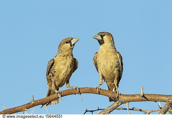 Gesellschaftsweber (Philetairus socius)  Sitzstange  Kalahari-Wüste  Kgalagadi Transfrontier Park  Südafrika  Afrika