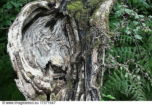 Gesichtsähnliche Verwachsung an einem alten Stamm eines Holzapfelbaums (Malus sylvestris)  Hessen  Deutschland  Europa