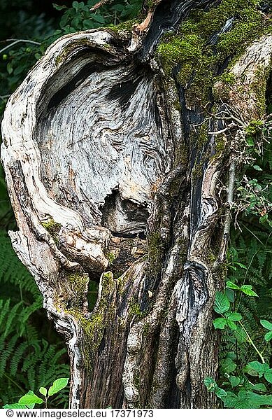 Gesichtsähnliche Verwachsung an einem alten Stamm eines Holzapfelbaums (Malus sylvestris)  Hessen  Deutschland  Europa