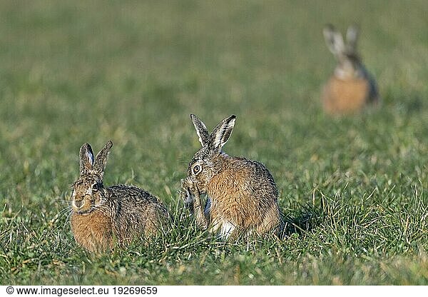 Gespannte Ruhe zwischen Rammler und Feldhaesin  Tense calm between buck and female European Hare (Lepus europaeus)