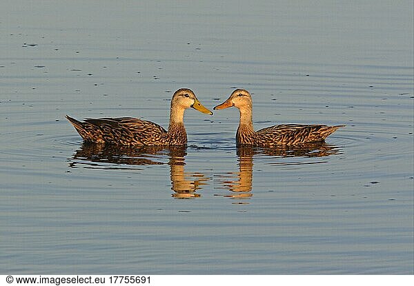 Gesprenkelte Ente (Anas fulvigula)  erwachsenes Paar  auf Wasser  Sanibel Island  Florida (U.) S. A. Februar