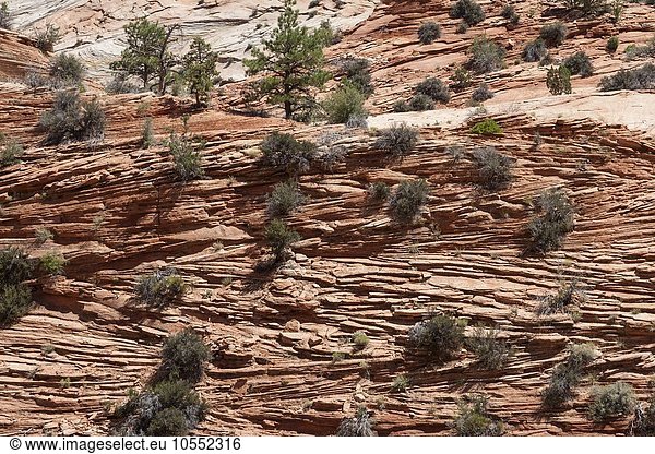 Gesteinsformationen aus Sandstein am Zion-Mount Carmel Highway Zion Nationalpark Utah USA Nordamerika