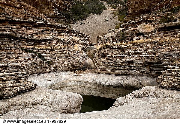 Gesteinsschichten und Canyon mit Wasser in einer erodierten Senke auf Grundgestein  Ernst Tinaja  Big Bend N.P.  Chihuahuan-Wüste  Texas  U.S.A.  Februar