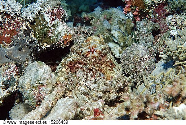 Getarnter Oktopus  Octopus macropus  Ã„gypten  Aegypten