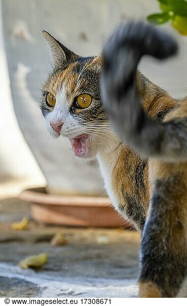 Getigerte Katze faucht  Tierportrait  Paros  Kykladen  Ägäis  Griechenland  Europa