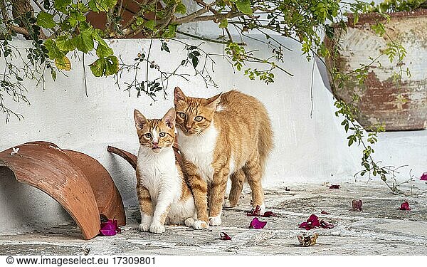 Getigerte Katze mit Katzenbaby  Paros  Kykladen  Ägäis  Griechenland  Europa