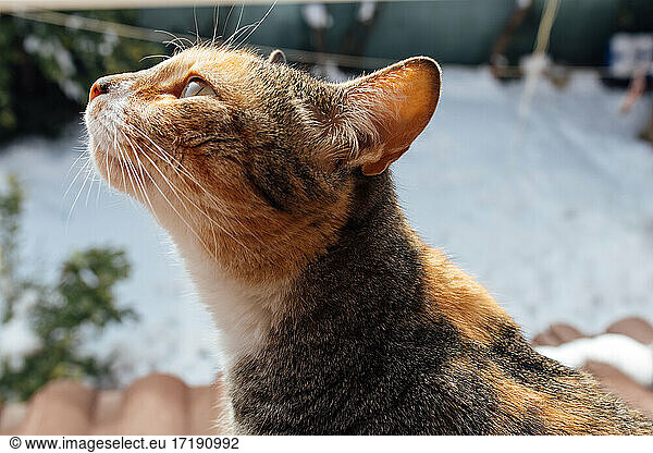 Getigerte Katze sitzt am Fenster und schaut in den Schnee. Flauschiges Haustier schaut ins Fenster.