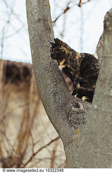 Getigerte Katze sitzt auf Baumstamm