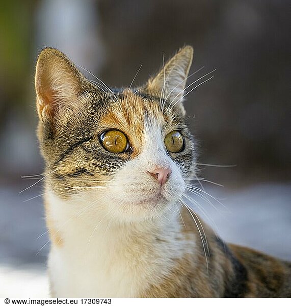 Getigerte Katze  Tierportrait  Paros  Kykladen  Ägäis  Griechenland  Europa
