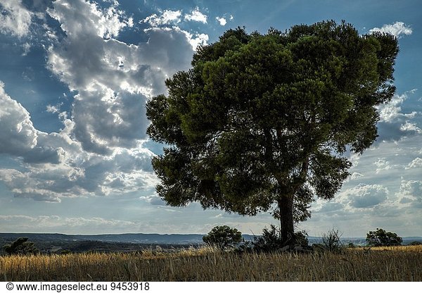 Getreide Sommer Baum Landschaft Feld Spanien
