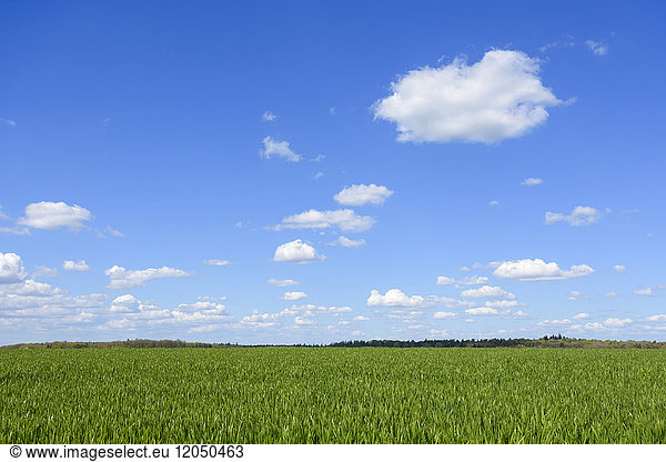 Getreidefeld mit Himmel und Wolken im Frühling  Schwarzenbronn  Baden-Württemberg  Deutschland